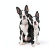 Dog Conditioner Senproco Moisturizing Shedding-3