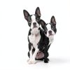 Senproco Dog Conditioner Deshedding Moisturizing Pet-3